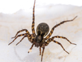 Pardosa pullata